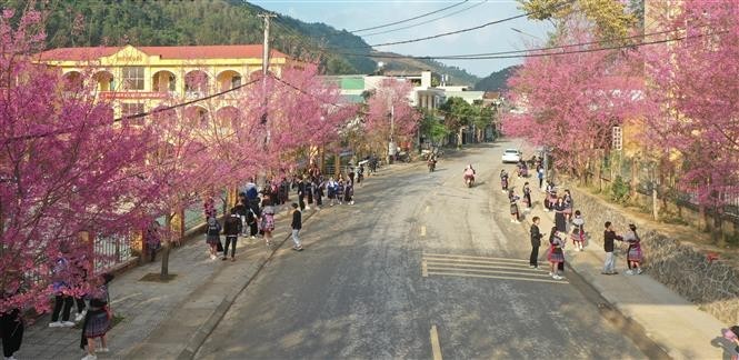 Ngo ngang ve dep cua hoa co cai ten la o Mu Cang Chai-Hinh-4