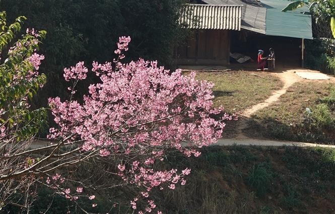 Ngo ngang ve dep cua hoa co cai ten la o Mu Cang Chai-Hinh-5