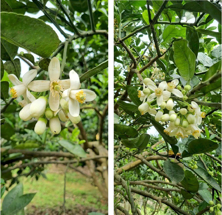 Hoa buoi duoc gia, nhieu chu vuon bo tui tien trieu moi ngay-Hinh-7