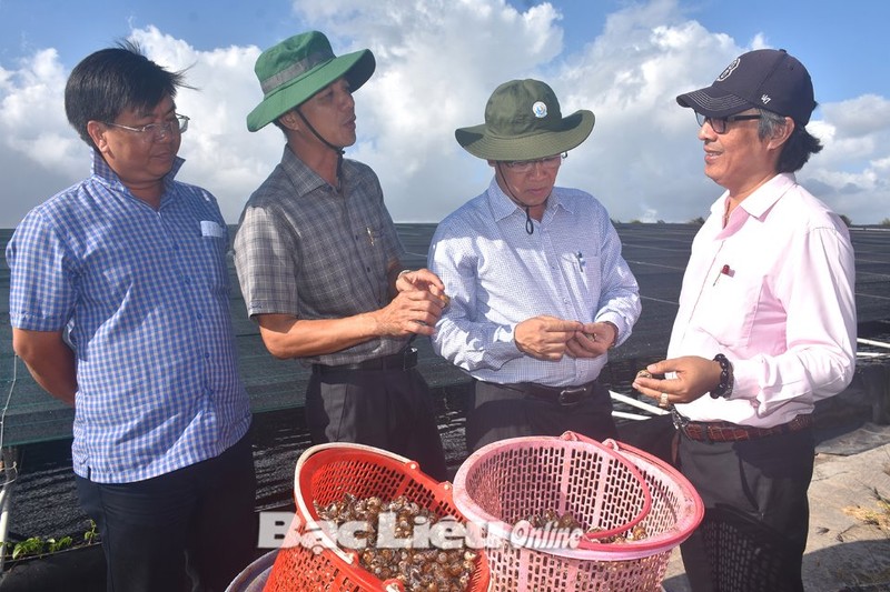 Nuoi oc huong duoi ao bat, nong dan Bac Lieu ban 420.000 dong/kg