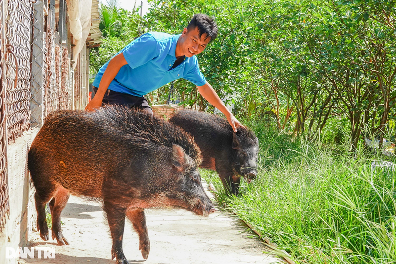 9X khoi nghiep thanh cong voi quy trinh nuoi heo rung doc la