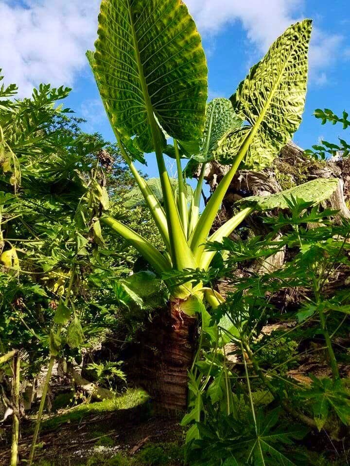 Cay canh trong trong nha, la cang to, loc cang vuong-Hinh-12