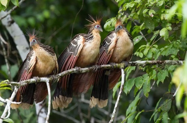 Doc la loai chim trong rung Amazon treo cay bang canh-Hinh-2