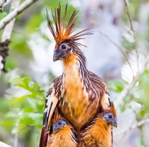Doc la loai chim trong rung Amazon treo cay bang canh-Hinh-3