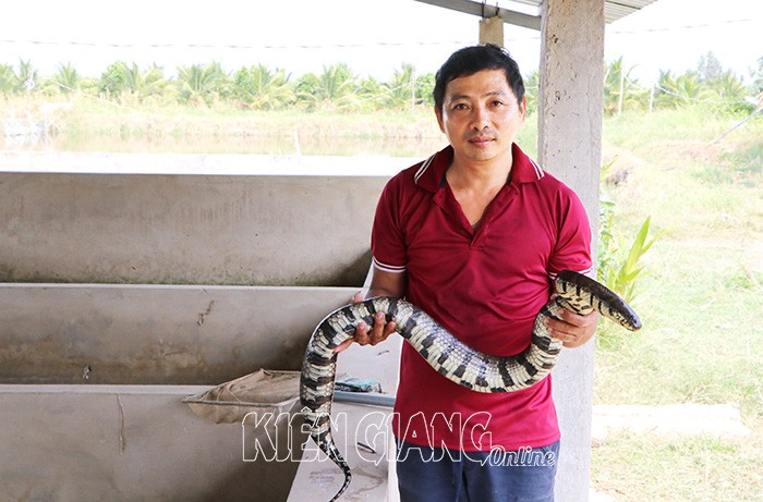 Nuoi ran ri voi, anh nong dan Kien Giang ban dat hon tom tuoi