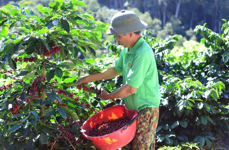 Trong ca phe huu co, nong dan Lam Dong ban hon 100.000 dong/kg?-Hinh-2