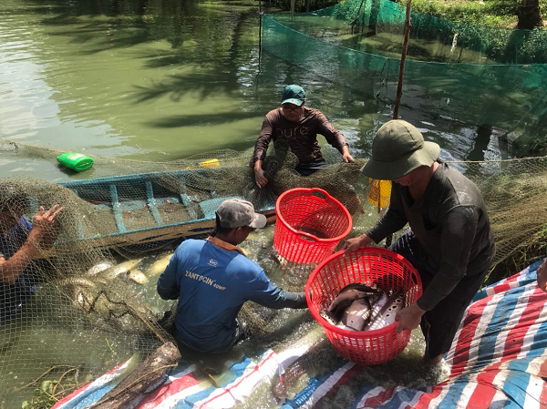 Nuoi ca that lat duoi ao dat, dan Hau Giang ban 65.000 dong/kg-Hinh-2