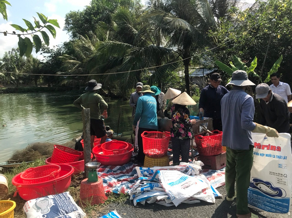 Nuoi ca that lat duoi ao dat, dan Hau Giang ban 65.000 dong/kg-Hinh-3