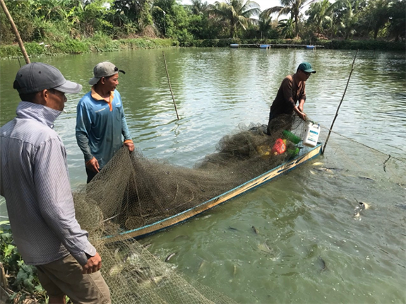 Nuoi ca that lat duoi ao dat, dan Hau Giang ban 65.000 dong/kg