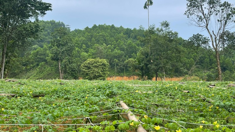 Trong duoc lieu, chang ky su nguoi Tay giup ba con thu nhap on dinh