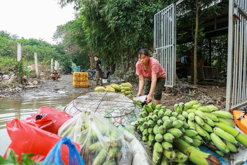 Mua ngap, nguoi dan bai giua song Hong phai di lai bang thuyen-Hinh-13