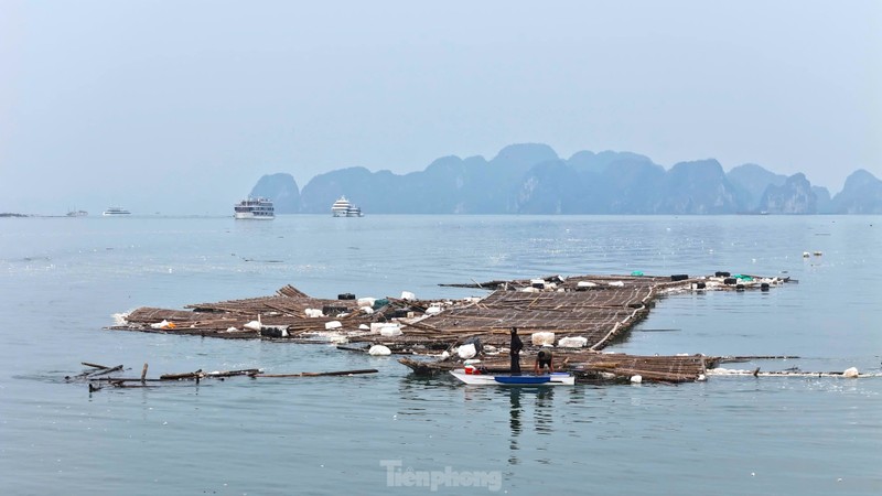 Long be tan hoang sau bao, Ha Long doi mat voi su co moi truong-Hinh-8