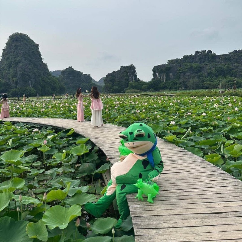 “Ech bao” chup sen song ao o Ninh Binh va cai ket nho doi