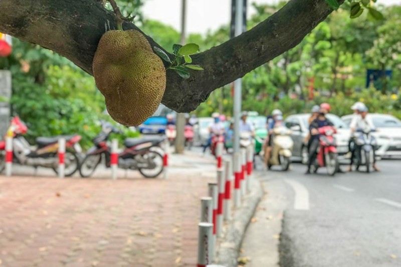 Netizen tiec nuoi “cay mit an toan nhat Viet Nam” do vi bao Yagi-Hinh-9