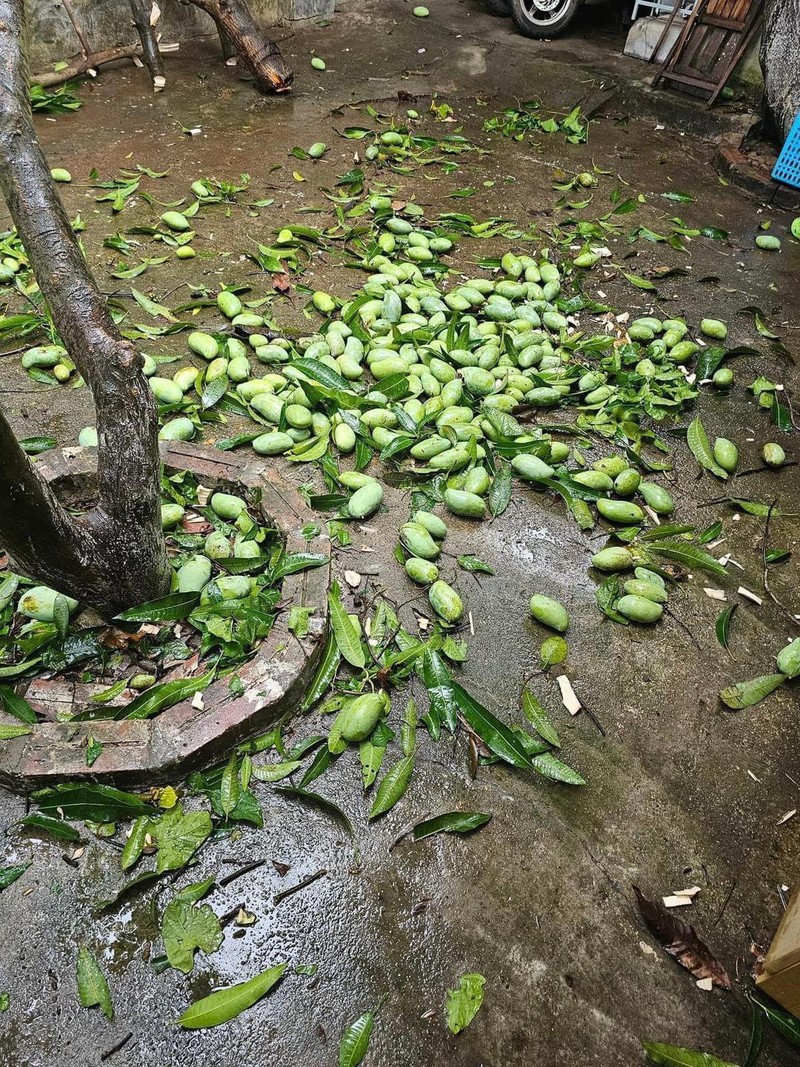 Xoai rung trang goc sau bao, netizen thi nhau khoe chien loi pham