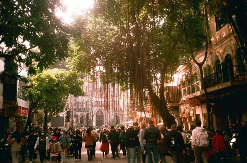 Chuyen ve nhung tan cay lau doi tai Ha Noi