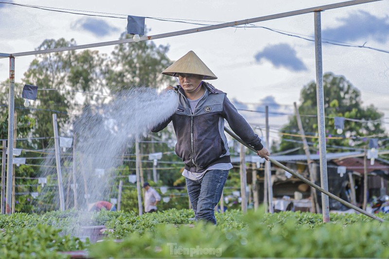 Canh tuong dep lung linh o lang hoa lon nhat Da Nang-Hinh-10