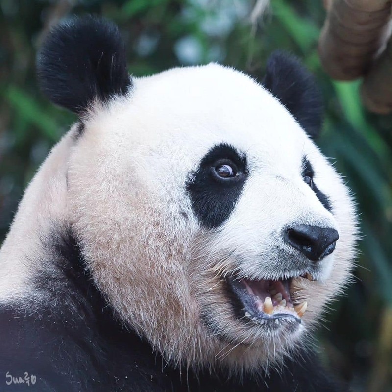 Hang nghin nguoi ngam khoanh khac “my nu” gau Aibao don tuyet dau mua-Hinh-9