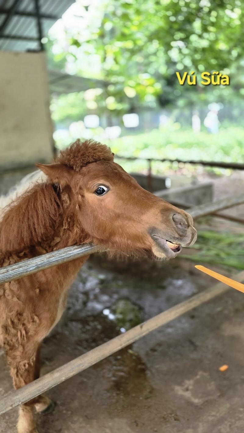 Nhung “nghe danh” doc la cua cac loai vat o Thao Cam Vien-Hinh-9