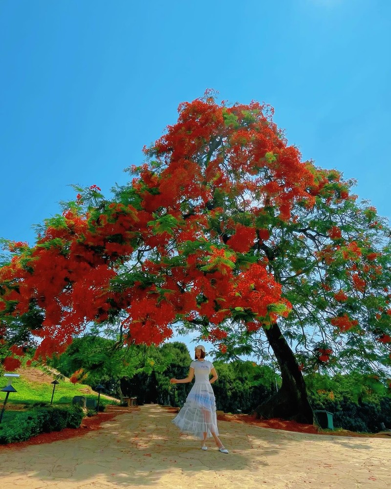 Viet Phuong Thoa khoe sac ngot ngao ben hoa phuong doi A1 lich su-Hinh-6