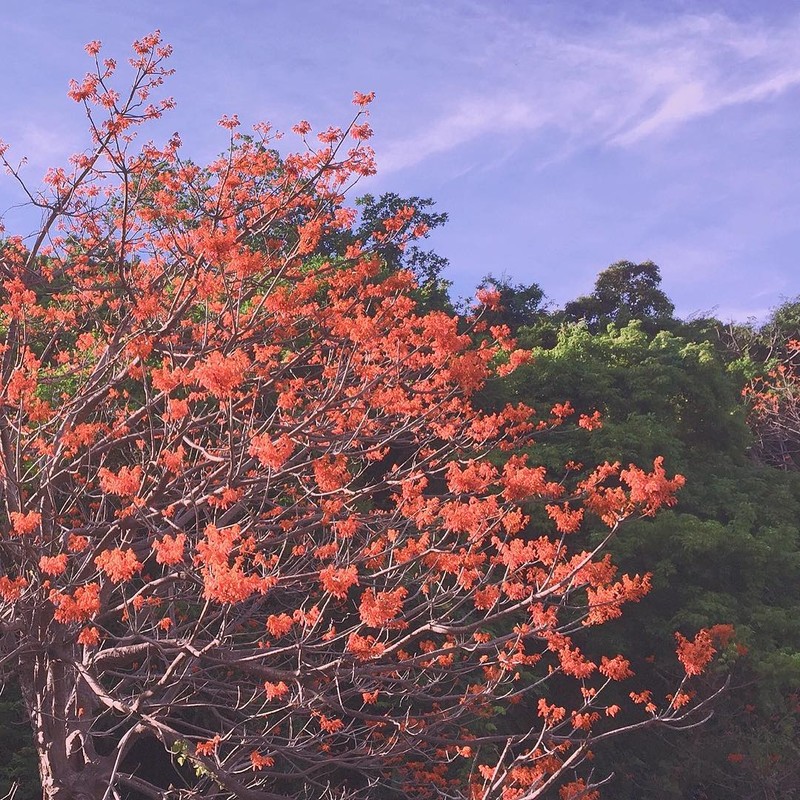 Ru nhau den Cu Lao Cham ngam hoa ngo dong nhuom do dao xanh-Hinh-4