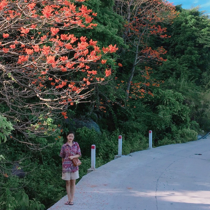 Ru nhau den Cu Lao Cham ngam hoa ngo dong nhuom do dao xanh-Hinh-6