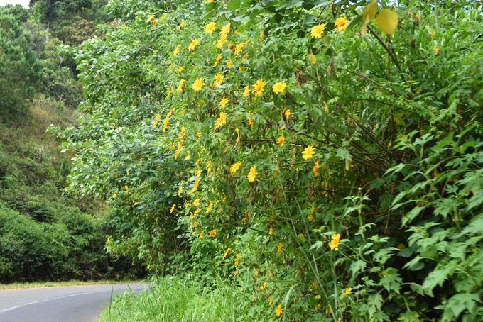 Sac hoa da quy vang ruc phu khap cac cung duong Da Lat-Hinh-7