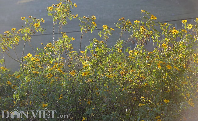 Huong sac hoa da quy dam say long nguoi o Moc Chau-Hinh-4