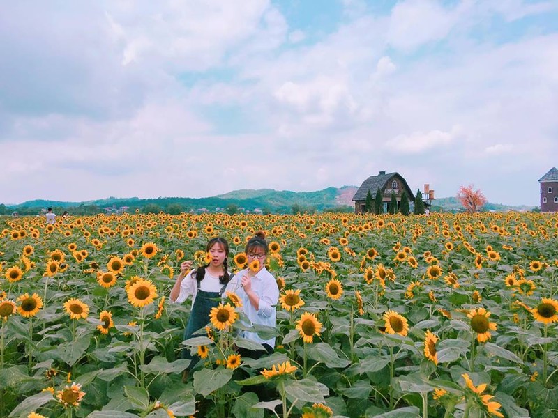 Canh dong hoa huong duong khien gioi tre ngay ngat o Bac Giang-Hinh-2