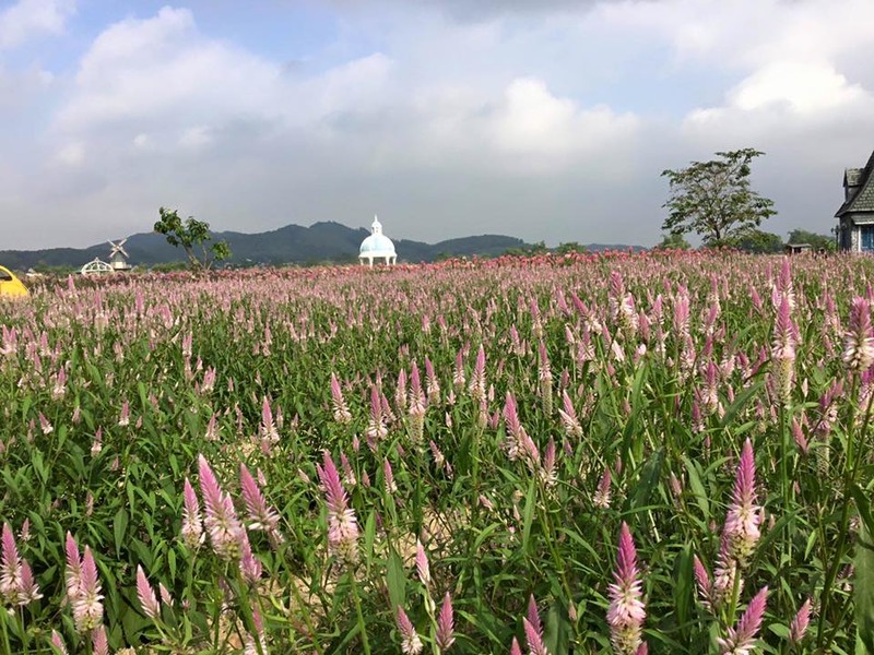 Canh dong hoa huong duong khien gioi tre ngay ngat o Bac Giang-Hinh-7