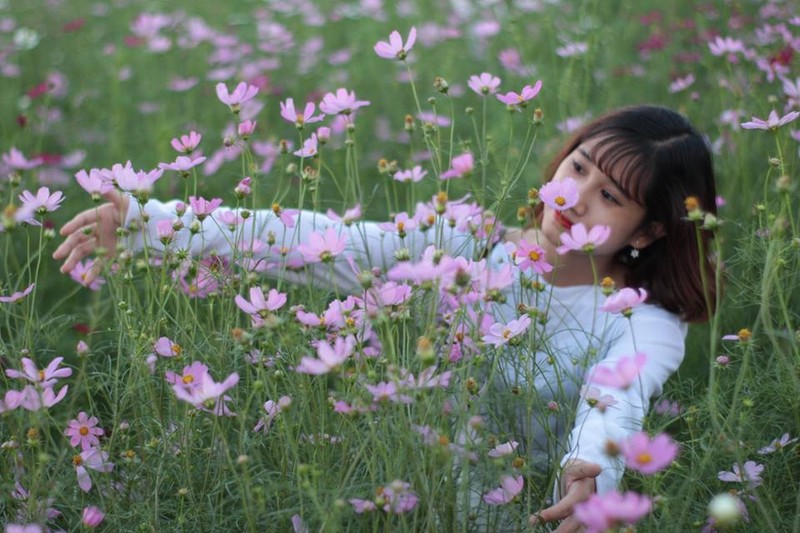 Canh dong hoa huong duong khien gioi tre ngay ngat o Bac Giang-Hinh-8