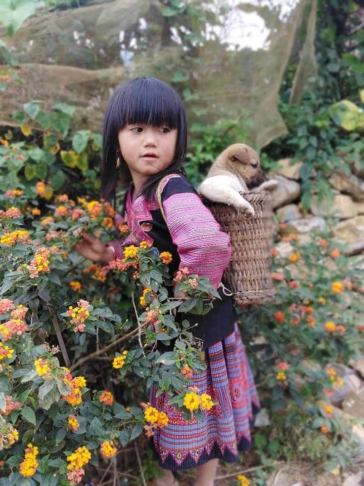 Lac loi trong nhung sac hoa dai tren cao nguyen Moc Chau-Hinh-3