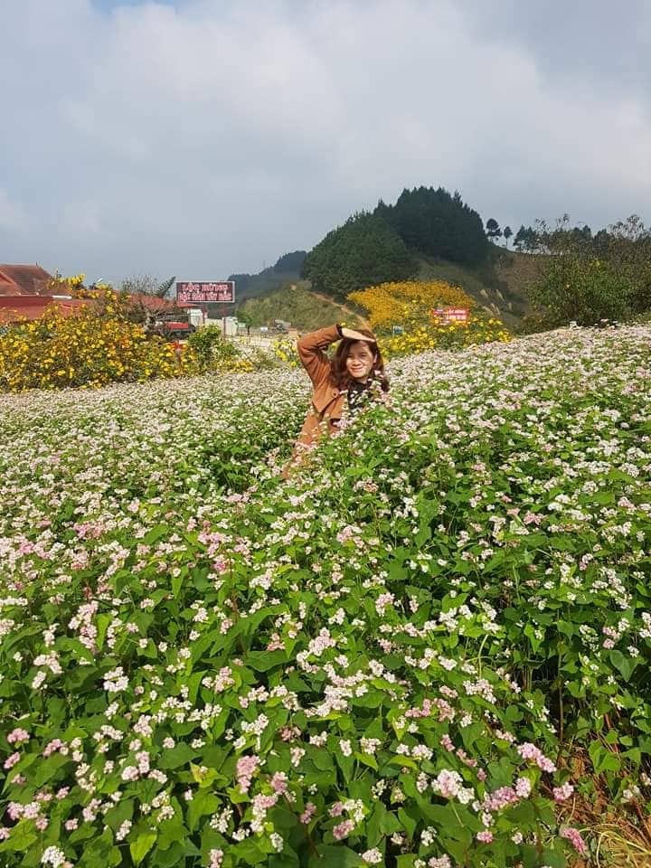 Lac loi trong nhung sac hoa dai tren cao nguyen Moc Chau-Hinh-6