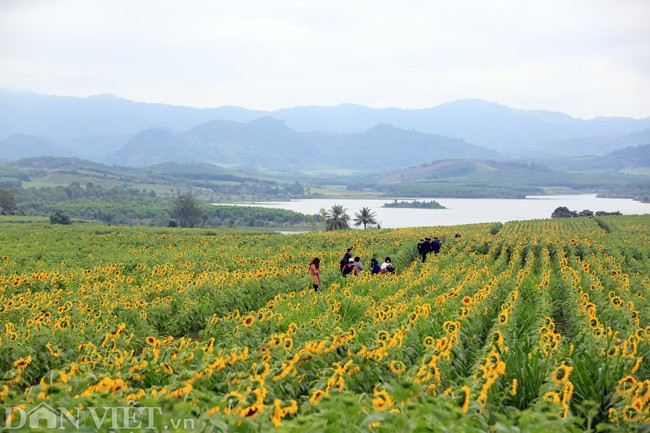 Canh dong hoa huong duong dep nhat Viet Nam no ro-Hinh-5