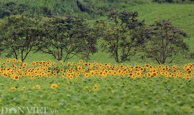 Canh dong hoa huong duong dep nhat Viet Nam no ro-Hinh-6