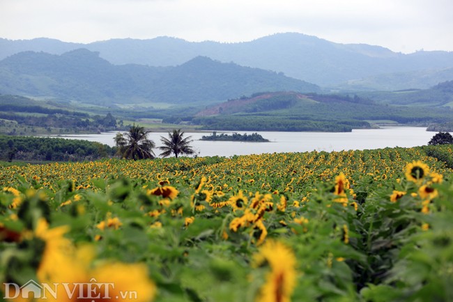 Canh dong hoa huong duong dep nhat Viet Nam no ro