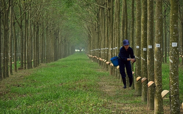 2 nhom co dong Cao su Thong Nhat bat dong viec thoai von Baria Serece