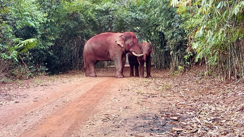 Dong Nai se co khu du lich sinh thai rong 100.000 ha