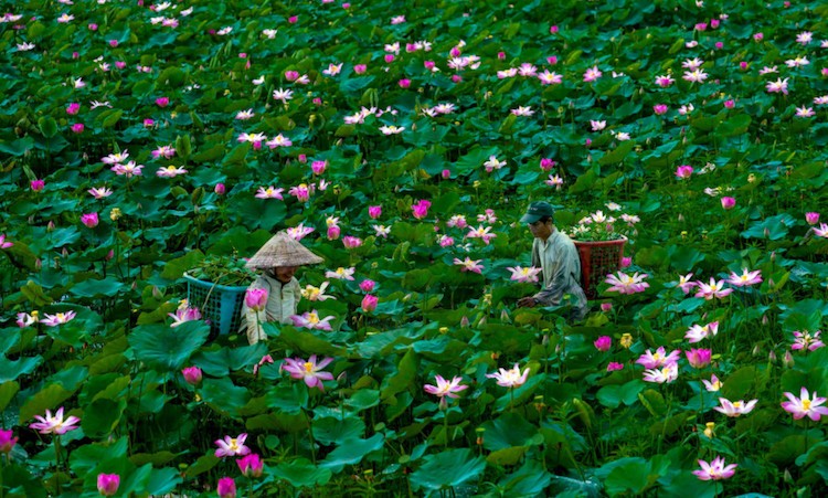 An tuong sac mau cuoc song trong &quot;Dau an Viet Nam&quot;-Hinh-7