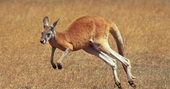 Cập nhật với hơn 68 về kangaroo hình vẽ hay nhất  coedocomvn