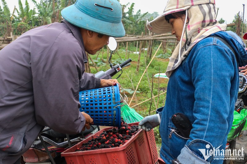 Nong dan Ha Noi thu tien trieu moi ngay mua thu hoach dau tam-Hinh-7