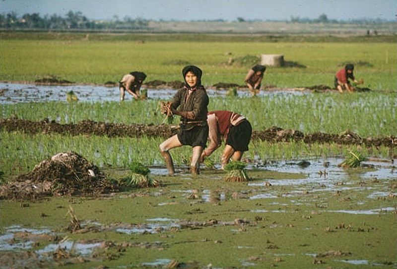 Anh mau cuc hiem ve mien Bac Viet Nam nam 1967 (2)-Hinh-5