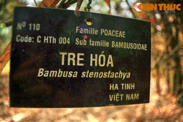 Kham pha bao tang song doc dao ve cay tre cua VN-Hinh-4