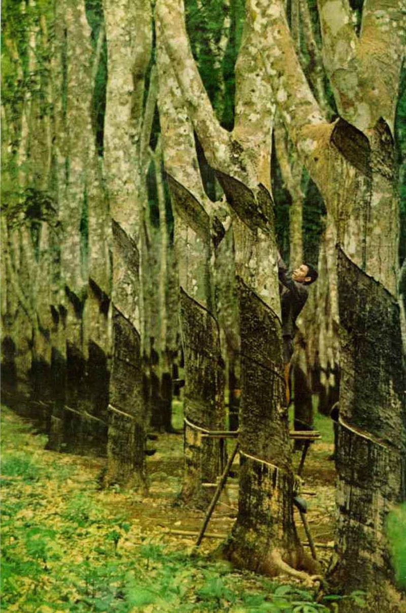 Cuoc song ben song Mekong 1968 qua loat anh National Geographic (2)-Hinh-5