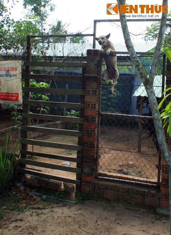 Kham pha giong cho duoc vua Gia Long phong la “Than khuyen”-Hinh-5