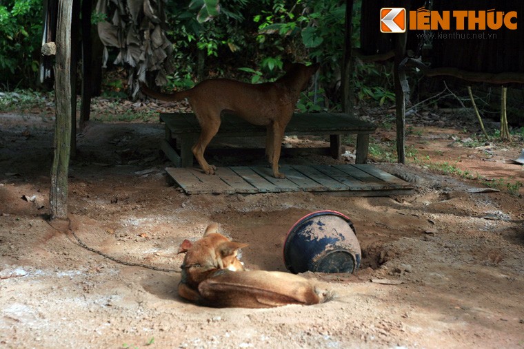 Kham pha giong cho duoc vua Gia Long phong la “Than khuyen”-Hinh-7