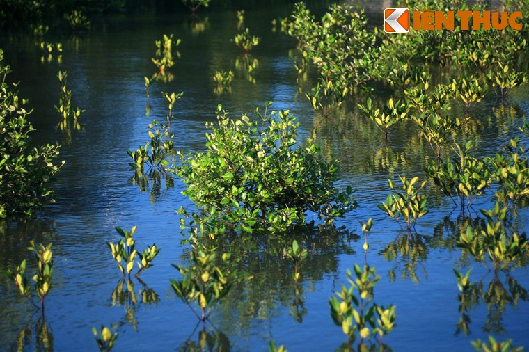 Ngat ngay truoc canh dep kho cuong o dat mui Ca Mau-Hinh-14