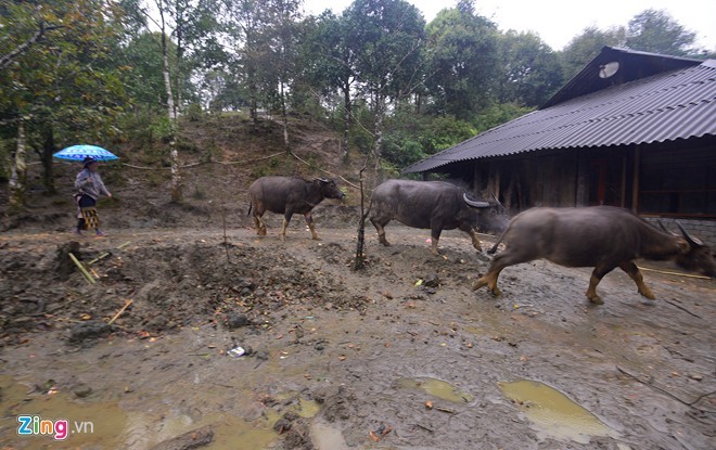 Canh nguoi dan Sa Pa vat va lua gia suc di tranh tuyet roi-Hinh-2