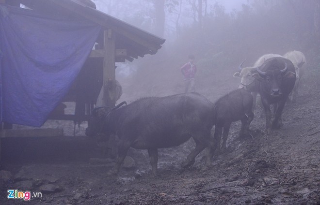 Canh nguoi dan Sa Pa vat va lua gia suc di tranh tuyet roi-Hinh-6