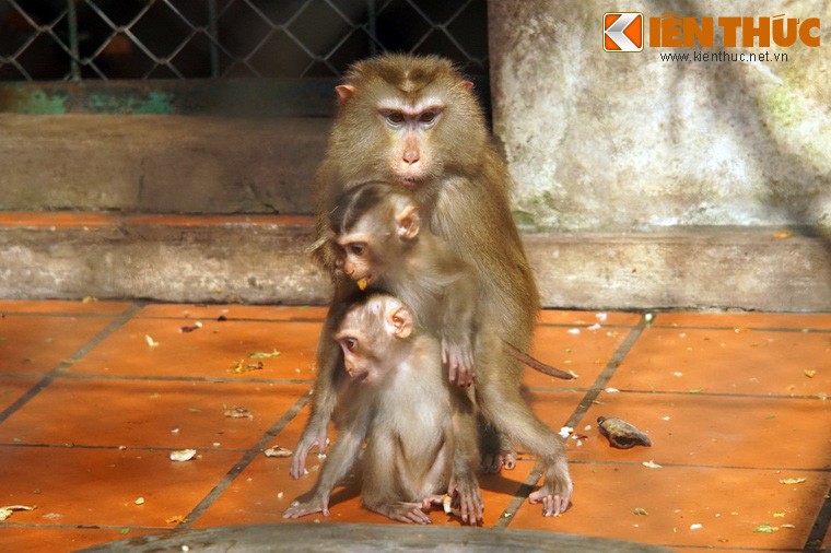 Dau nam Khi, xem khi lam... tro khi o Ha Noi-Hinh-3